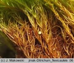 Attēlu rezultāti vaicājumam “Ditrichum flexicaule”