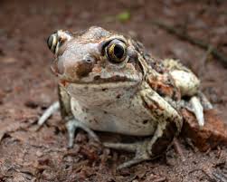 Attēlu rezultāti vaicājumam “Pelobates fuscus”