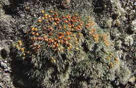 Attēlu rezultāti vaicājumam “Serpoleskea subtilis”