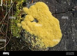 Attēlu rezultāti vaicājumam “Lignydium muscorum young”