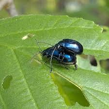 Attēlu rezultāti vaicājumam “Agelastica alni”