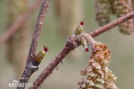 Attēlu rezultāti vaicājumam “Corylus avellana male flower”