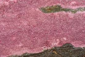 Attēlu rezultāti vaicājumam “Ceriporia purpurea”