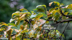 Attēlu rezultāti vaicājumam “Pucciniales”