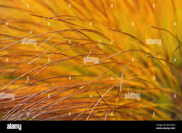 Attēlu rezultāti vaicājumam “Schoenus ferrugineus fruit”