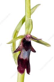 Attēlu rezultāti vaicājumam “Ophrys insectifera”