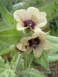 Image result for bilsenkraut