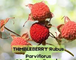 Attēlu rezultāti vaicājumam “Rubus parviflorus fruit”
