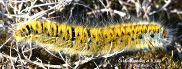 Attēlu rezultāti vaicājumam “Lasiocampa trifolii”