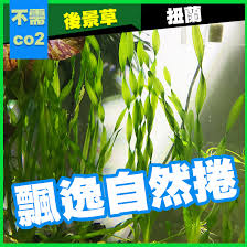 「扭蘭」的圖片搜尋結果