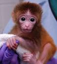 le Dr Jarrod Bailey,