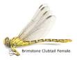 Dragonflies
