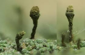 Attēlu rezultāti vaicājumam “Chaenotheca chlorella”