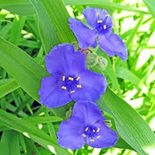 Attēlu rezultāti vaicājumam “Commelinaceae”