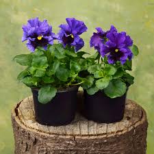 Image result for Viola wittrockiana