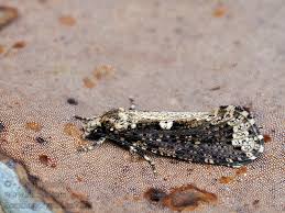 Attēlu rezultāti vaicājumam “Scardia boletella”