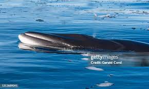 Image result for Balaenoptera bonaerensis