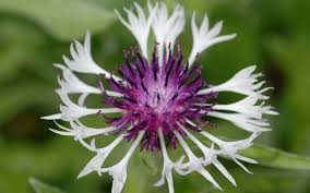 Image result for Flockenblume