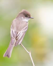 Image result for Sayornis phoebe