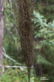 Attēlu rezultāti vaicājumam “Bryoria capillaris”