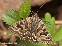 Attēlu rezultāti vaicājumam “Callistege mi”