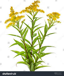 Attēlu rezultāti vaicājumam “Solidago virgaurea flower”