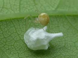 Attēlu rezultāti vaicājumam “Paidiscura pallens”