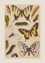 Image result for Papilionoidea