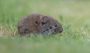 Attēlu rezultāti vaicājumam “Microtus agrestis”