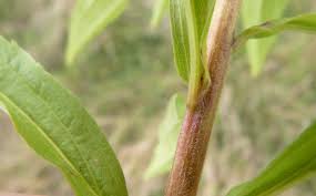 Attēlu rezultāti vaicājumam “Solidago canadensis leaf”