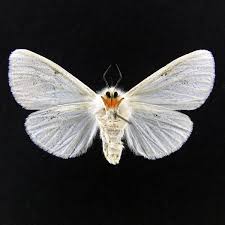 Attēlu rezultāti vaicājumam “Spilosoma lutea imago”