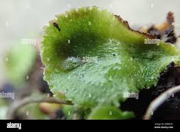 Attēlu rezultāti vaicājumam “Reboulia hemisphaerica”