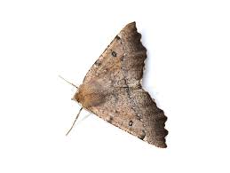 Attēlu rezultāti vaicājumam “Odontopera bidentata”