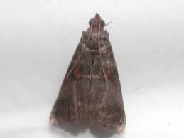 Attēlu rezultāti vaicājumam “Acrobasis advenella”