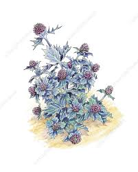 Attēlu rezultāti vaicājumam “Eryngium maritimum”