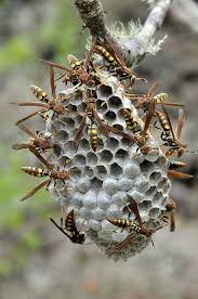 Attēlu rezultāti vaicājumam “Polistes”