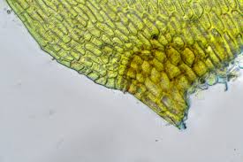 Attēlu rezultāti vaicājumam “Drepanocladus aduncus var. polycarpon”