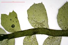 Attēlu rezultāti vaicājumam “Plagiochila porelloides”