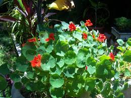 Image result for Tropaeolum majus