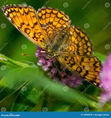 Attēlu rezultāti vaicājumam “Clossiana euphrosyne”