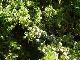 Attēlu rezultāti vaicājumam “Juniperus communis male flower”