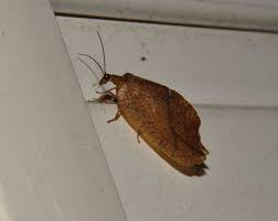 Attēlu rezultāti vaicājumam “Anacampsis blatariella”