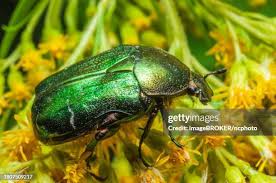 Attēlu rezultāti vaicājumam “Cetonia aurata”