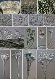 Attēlu rezultāti vaicājumam “Fuligo gyrosa macro”