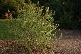 Attēlu rezultāti vaicājumam “Calycanthus floridus”