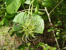 Attēlu rezultāti vaicājumam “Clematis fruit”