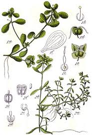 Attēlu rezultāti vaicājumam “Callitriche verna”