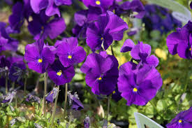 Attēlu rezultāti vaicājumam “Viola x williamsii flower”