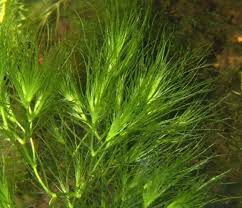 Attēlu rezultāti vaicājumam “Najadaceae”