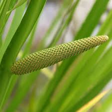 Image result for Acorus calamus